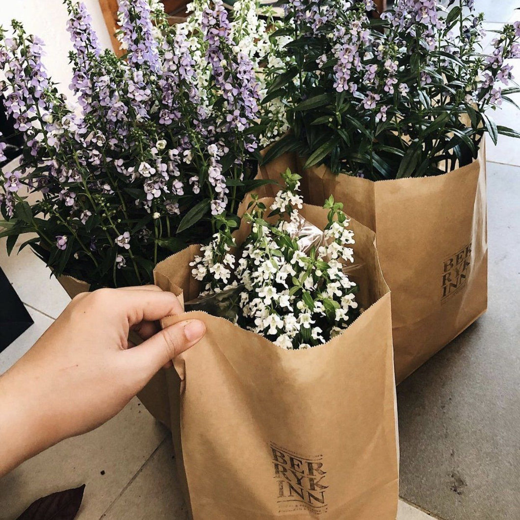 ANGELONIA berrykinn