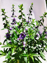 Load image into Gallery viewer, ANGELONIA berrykinn
