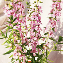 Load image into Gallery viewer, ANGELONIA berrykinn
