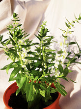 Load image into Gallery viewer, ANGELONIA berrykinn
