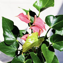 Load image into Gallery viewer, ANTHURIUM ANDRAENUM berrykinn

