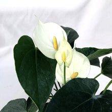 Load image into Gallery viewer, ANTHURIUM ANDRAENUM berrykinn

