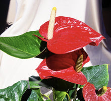 Load image into Gallery viewer, ANTHURIUM ANDRAENUM berrykinn
