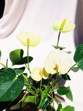 Load image into Gallery viewer, ANTHURIUM ANDRAENUM berrykinn
