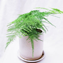 Load image into Gallery viewer, ASPARAGUS FERN berrykinn
