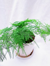 Load image into Gallery viewer, ASPARAGUS FERN berrykinn

