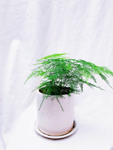 Load image into Gallery viewer, ASPARAGUS FERN berrykinn
