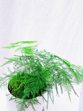 Load image into Gallery viewer, ASPARAGUS FERN berrykinn

