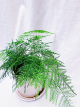 Load image into Gallery viewer, ASPARAGUS FERN berrykinn
