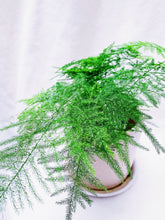 Load image into Gallery viewer, ASPARAGUS FERN berrykinn
