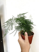 Load image into Gallery viewer, ASPARAGUS FERN berrykinn
