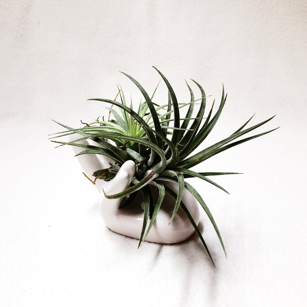 Air Plant Holder berrykinn