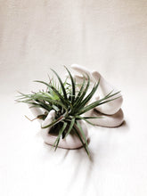 Load image into Gallery viewer, Air Plant Holder berrykinn
