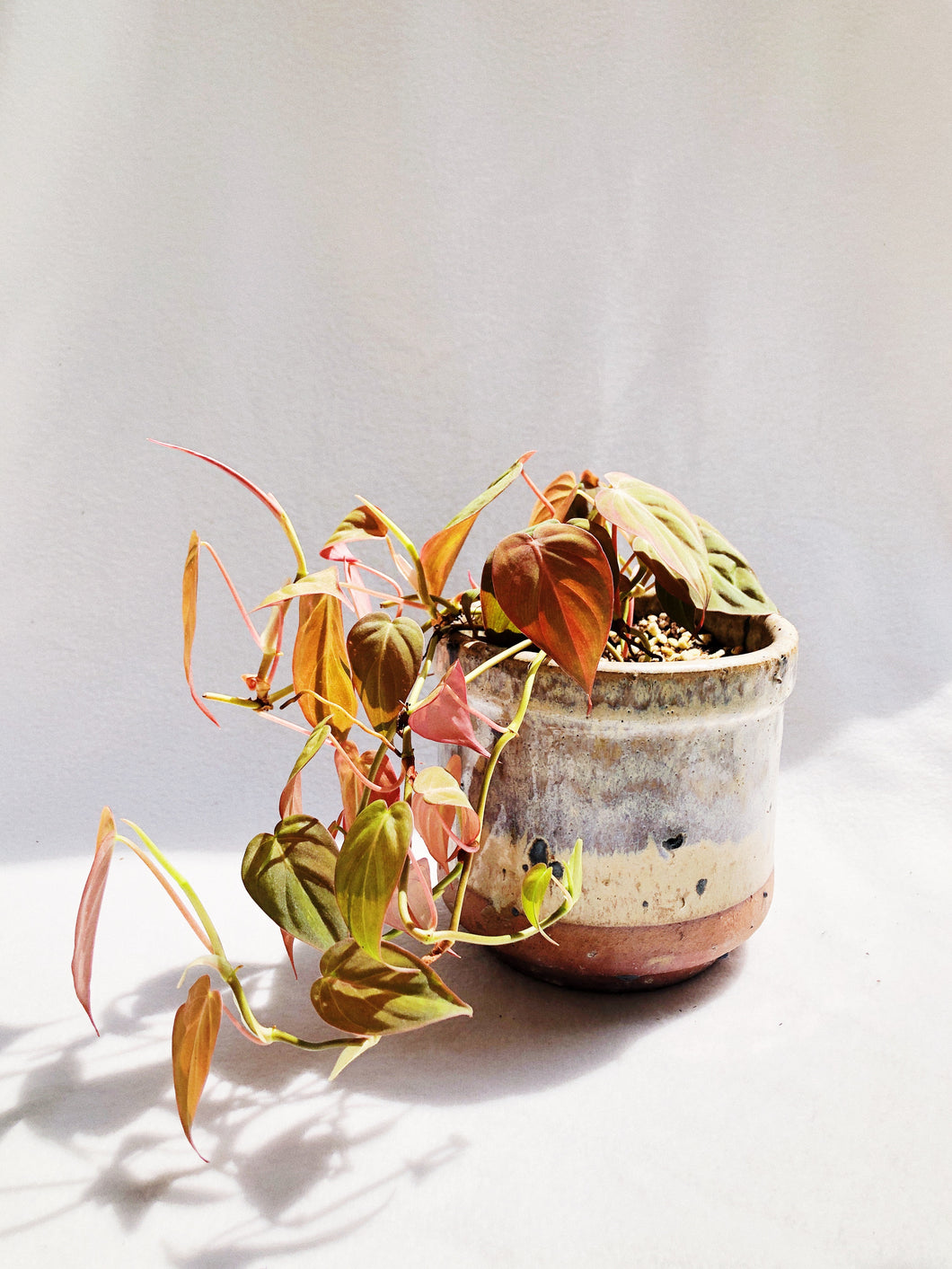 PHILODENDRON MICAN IN RUSTIC POT