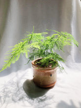 Load image into Gallery viewer, ASPARAGUS FERN IN RUSTIC POT
