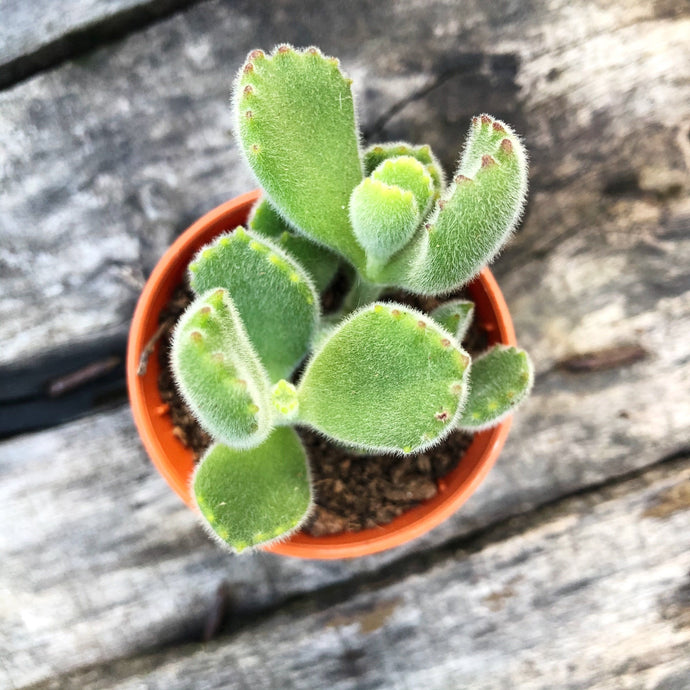 BEAR'S PAWS berrykinn