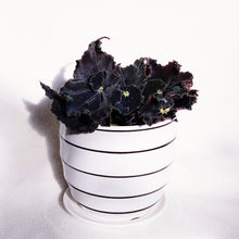 Load image into Gallery viewer, BEGONIA &#39;MO REESE&#39; berrykinn
