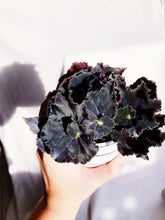 Load image into Gallery viewer, BEGONIA &#39;MO REESE&#39; berrykinn

