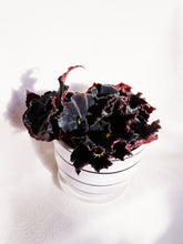 Load image into Gallery viewer, BEGONIA &#39;MO REESE&#39; berrykinn
