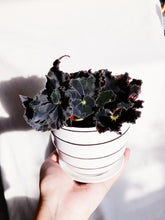 Load image into Gallery viewer, BEGONIA &#39;MO REESE&#39; berrykinn
