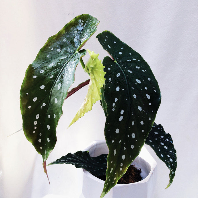 BEGONIA MACULATA WIGHTII berrykinn