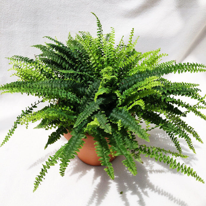 BOSTON FERN berrykinn