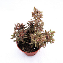 Load image into Gallery viewer, BRANCHES BABY berrykinn
