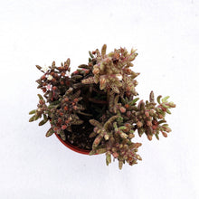 Load image into Gallery viewer, BRANCHES BABY berrykinn
