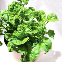 Load image into Gallery viewer, BRASIL&#39;S SPINACH berrykinn
