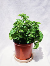 Load image into Gallery viewer, BRASIL&#39;S SPINACH berrykinn
