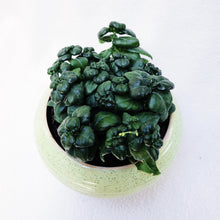 Load image into Gallery viewer, BUBBLE PLANTS berrykinn
