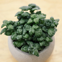 Load image into Gallery viewer, BUBBLE PLANTS berrykinn
