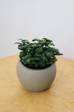 Load image into Gallery viewer, BUBBLE PLANTS berrykinn
