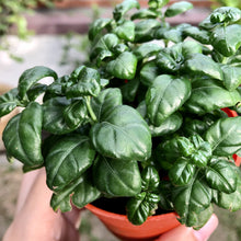 Load image into Gallery viewer, BUBBLE PLANTS berrykinn
