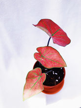 Load image into Gallery viewer, CALADIUM GREEN SPIDER berrykinn
