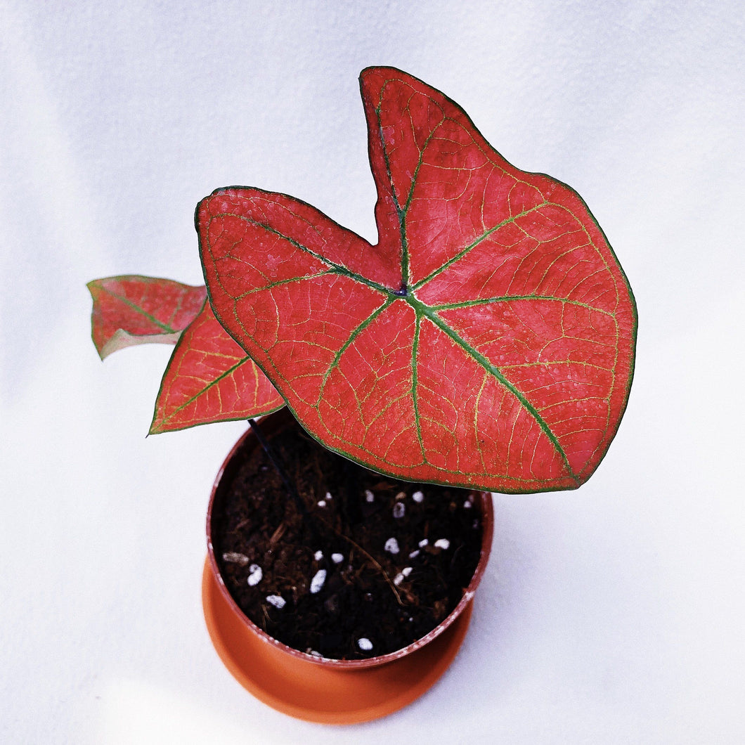 CALADIUM GREEN SPIDER berrykinn