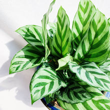 Load image into Gallery viewer, CALATHEA FREDDIE berrykinn
