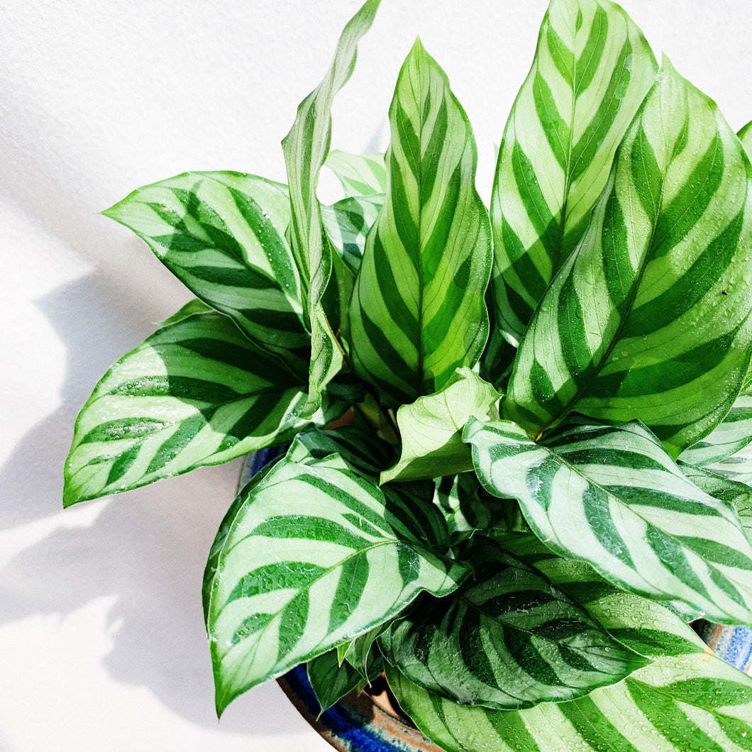 CALATHEA FREDDIE berrykinn
