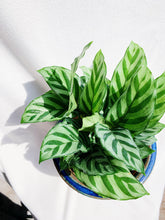 Load image into Gallery viewer, CALATHEA FREDDIE berrykinn
