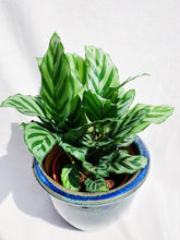 Load image into Gallery viewer, CALATHEA FREDDIE berrykinn
