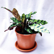Load image into Gallery viewer, CALATHEA ISIGNIS berrykinn
