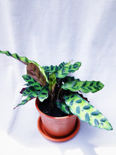 Load image into Gallery viewer, CALATHEA ISIGNIS berrykinn
