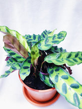 Load image into Gallery viewer, CALATHEA ISIGNIS berrykinn
