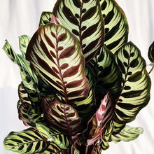 Load image into Gallery viewer, CALATHEA MAKOYANA berrykinn
