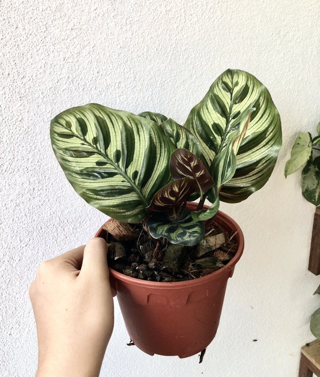 CALATHEA MAKOYANA berrykinn