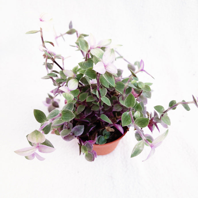 CALLISIA REPENS (PINK LADY) berrykinn