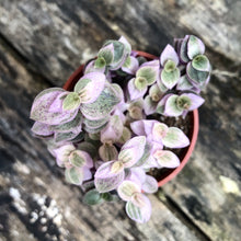 Load image into Gallery viewer, CALLISIA REPENS (PINK LADY) berrykinn
