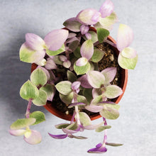Load image into Gallery viewer, CALLISIA REPENS (PINK LADY) berrykinn
