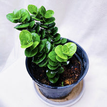 Load image into Gallery viewer, CARISSA MACROCARPA berrykinn
