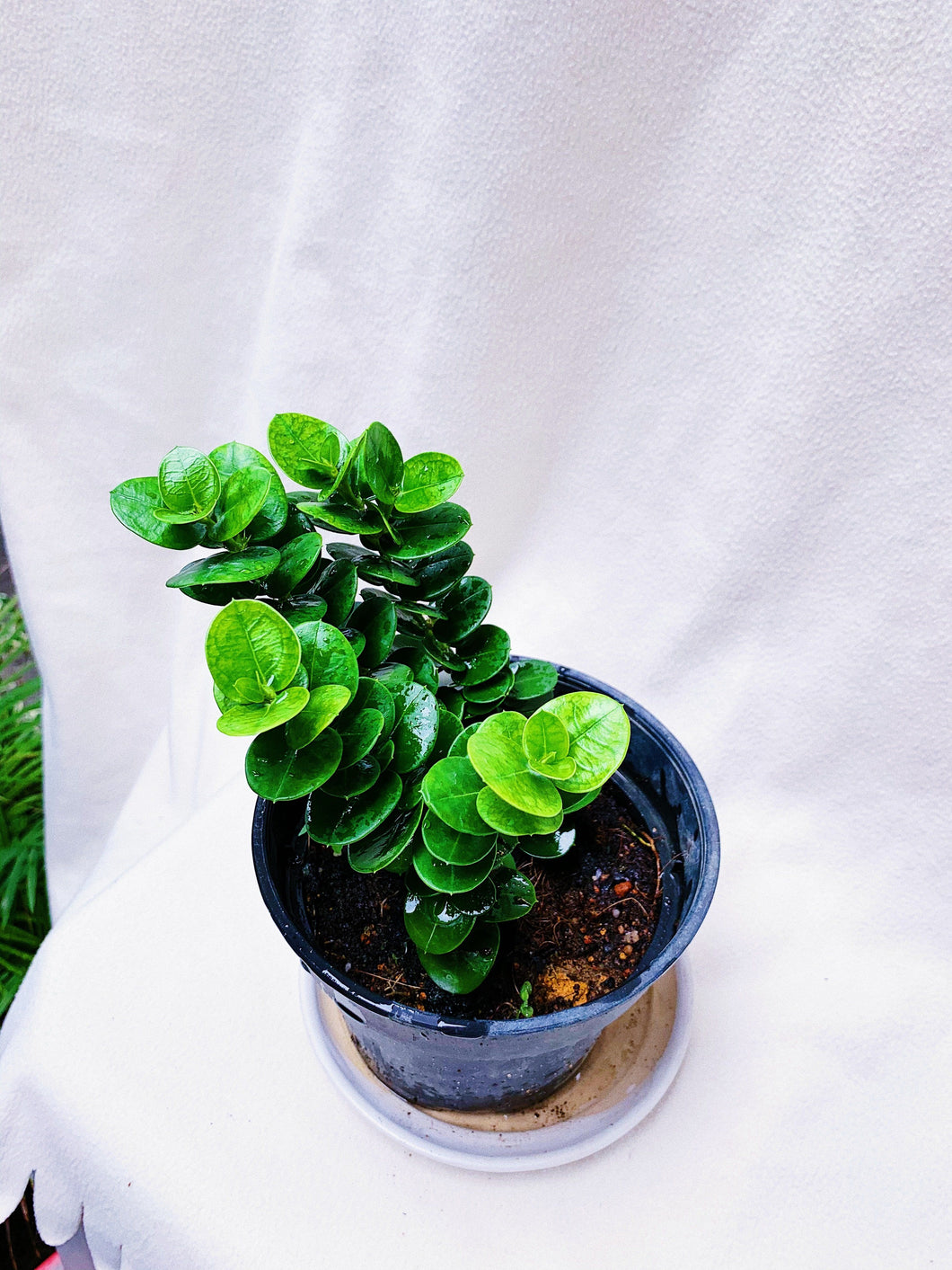 CARISSA MACROCARPA berrykinn